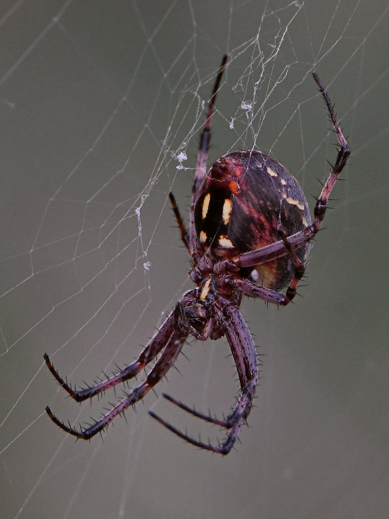 Spider2.jpg