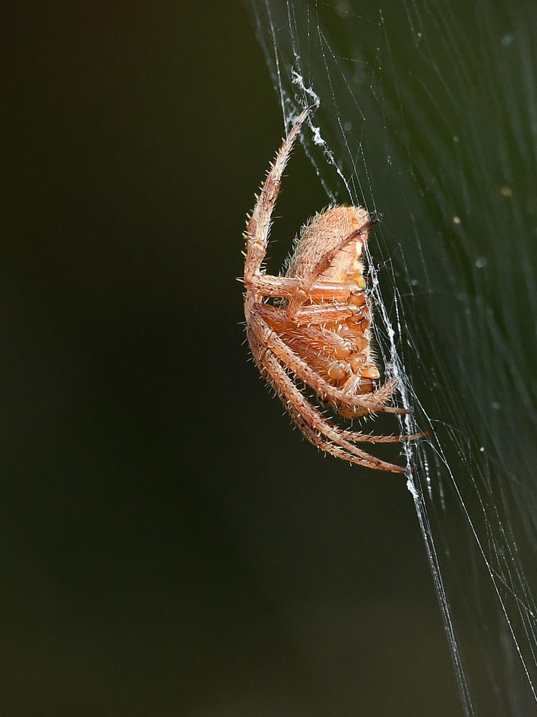 Spider2.jpg