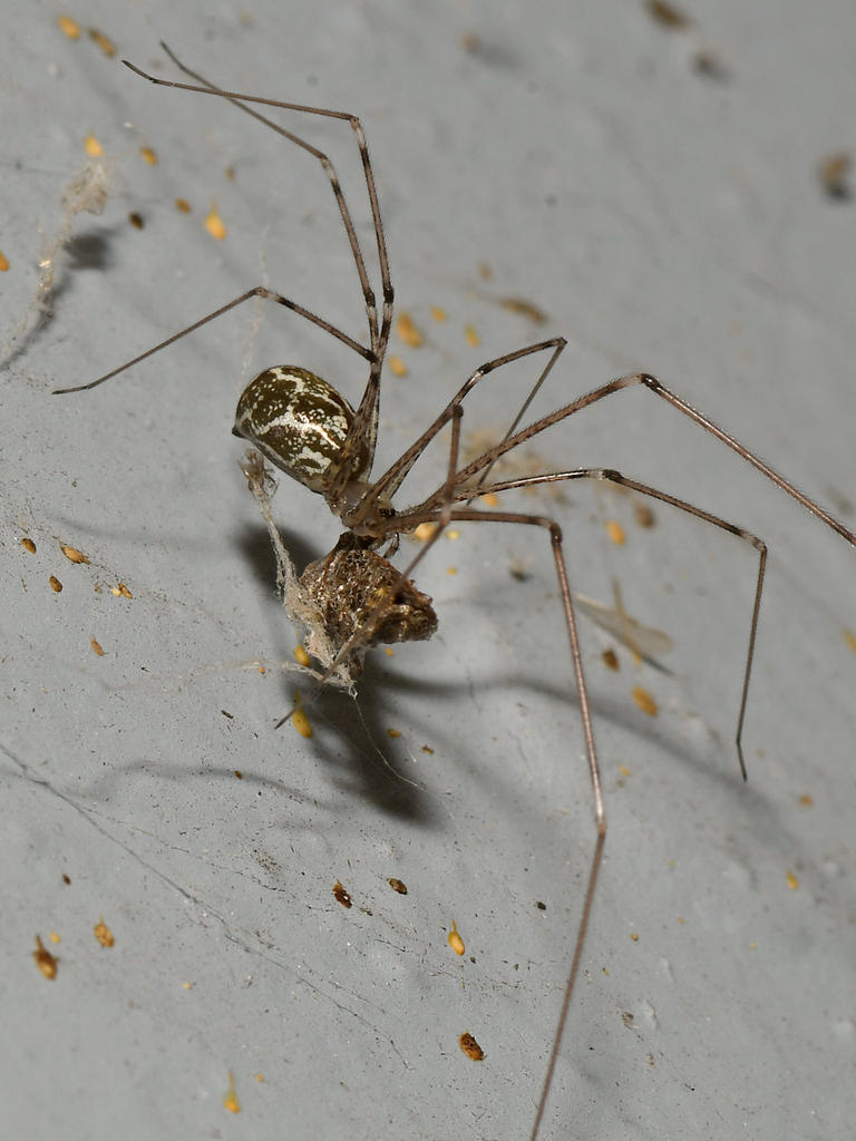 Spider2.jpg