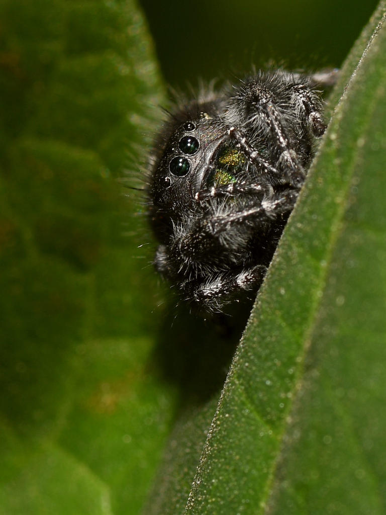 Spider2.jpg