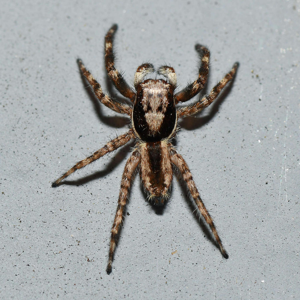 Spider2.jpg