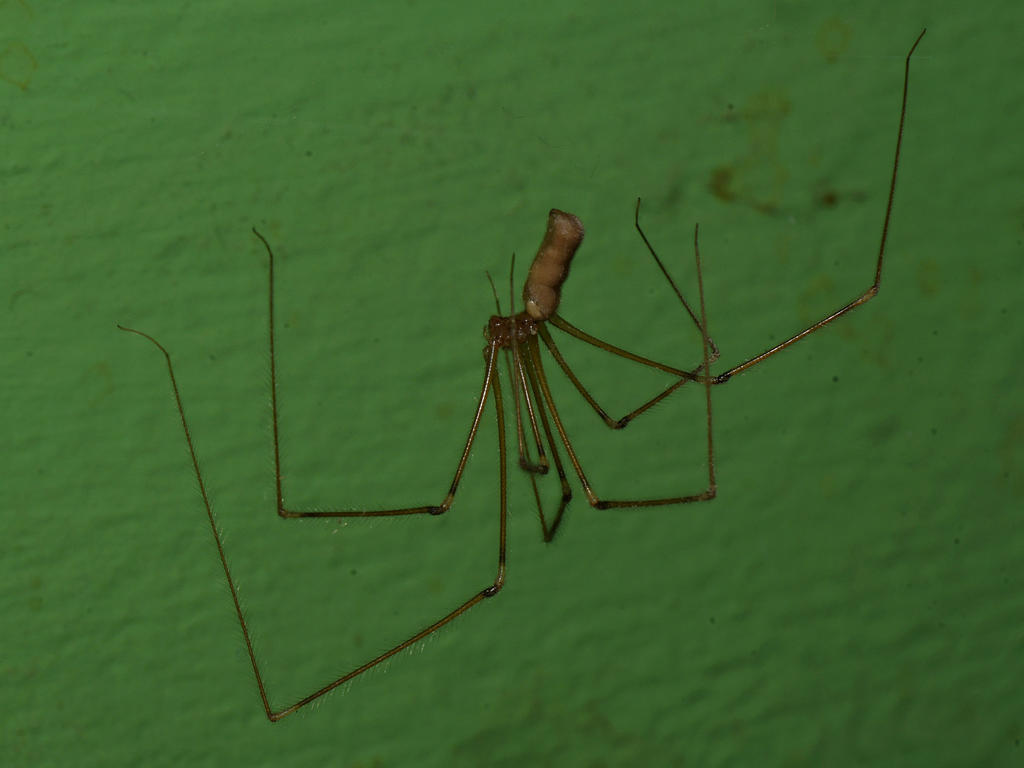 Spider2.jpg