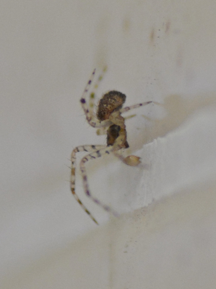 Spider2.jpg