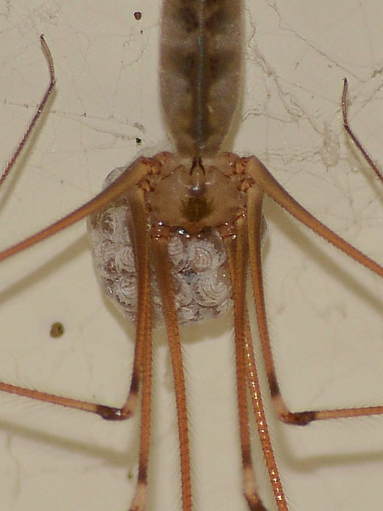 Spider2.jpg