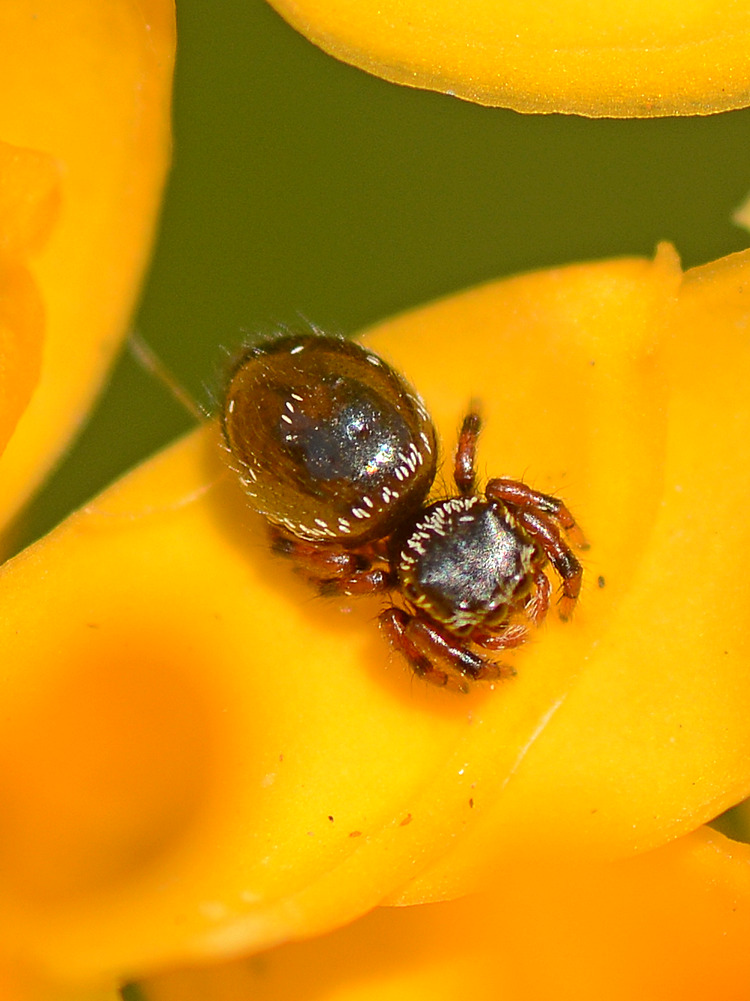 Spider2.jpg