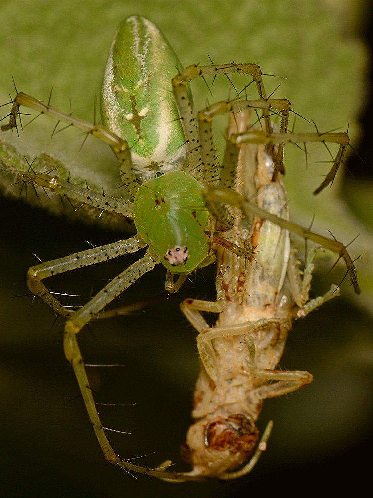 Spider3.jpg