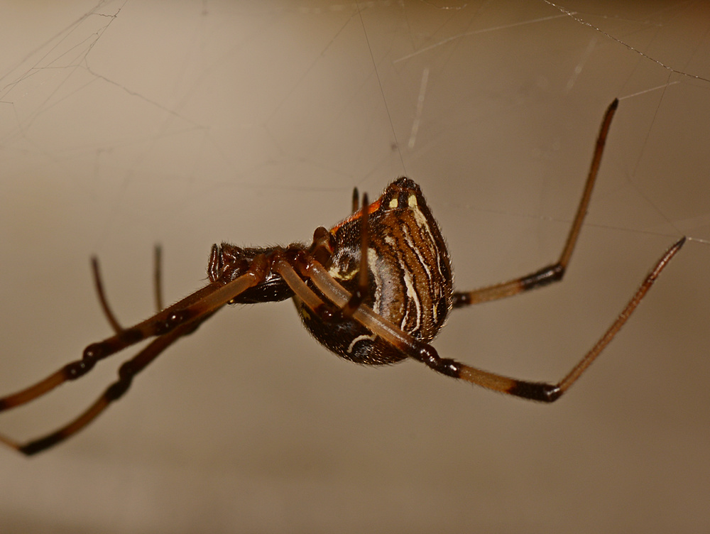 Spider3.jpg