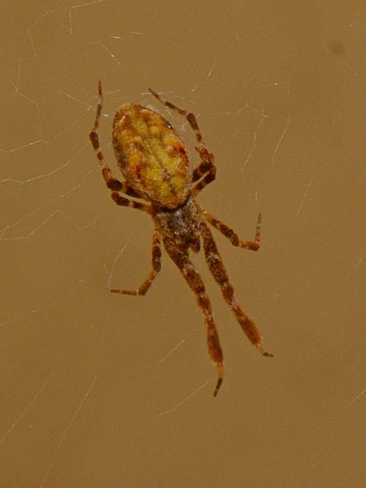 Spider3.jpg