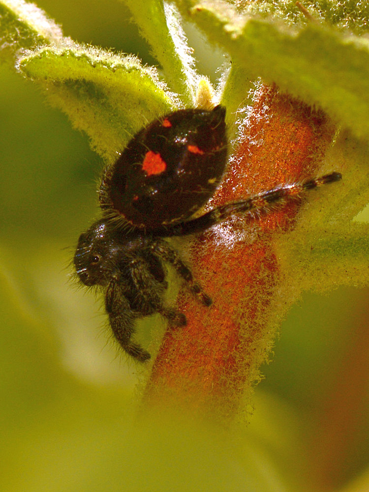 Spider3.jpg