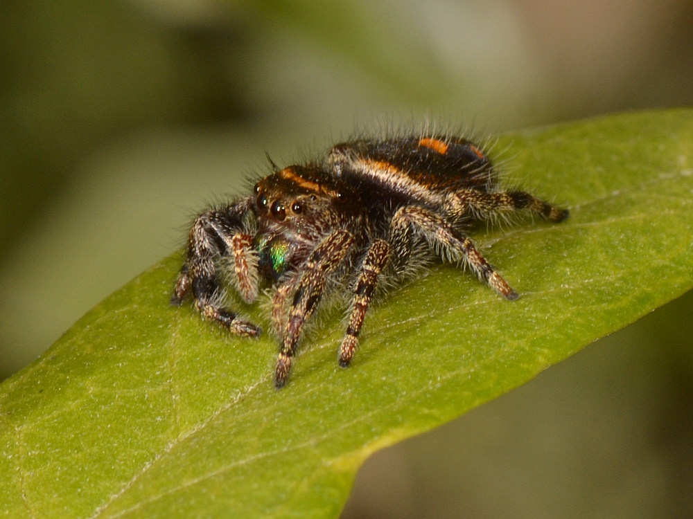 Spider3.jpg
