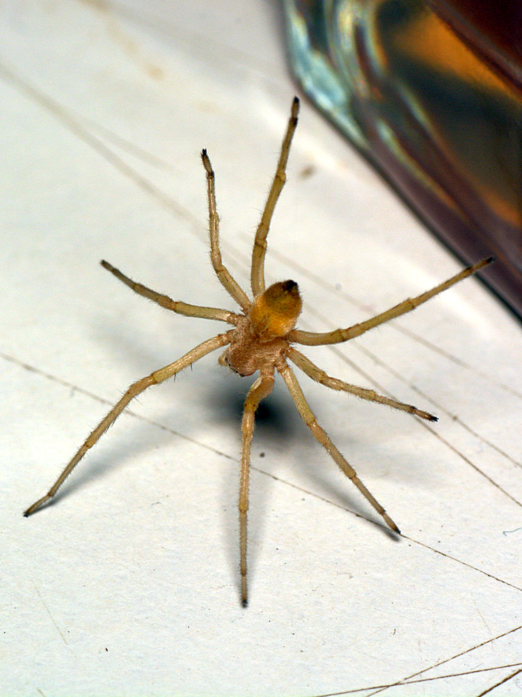 Spider3.jpg