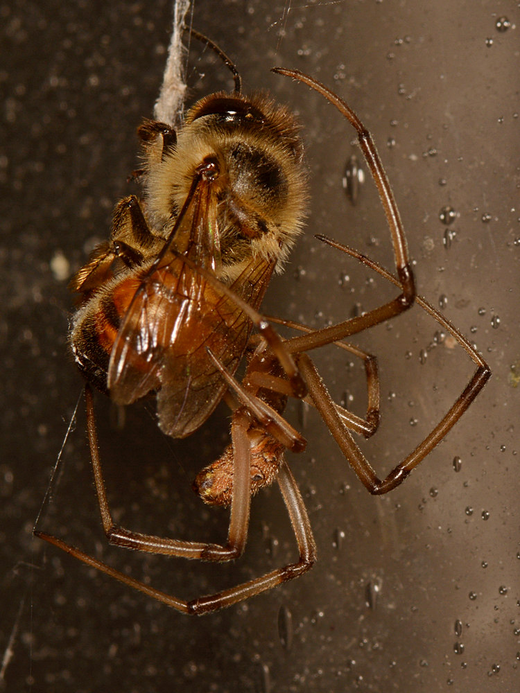 Spider3.jpg
