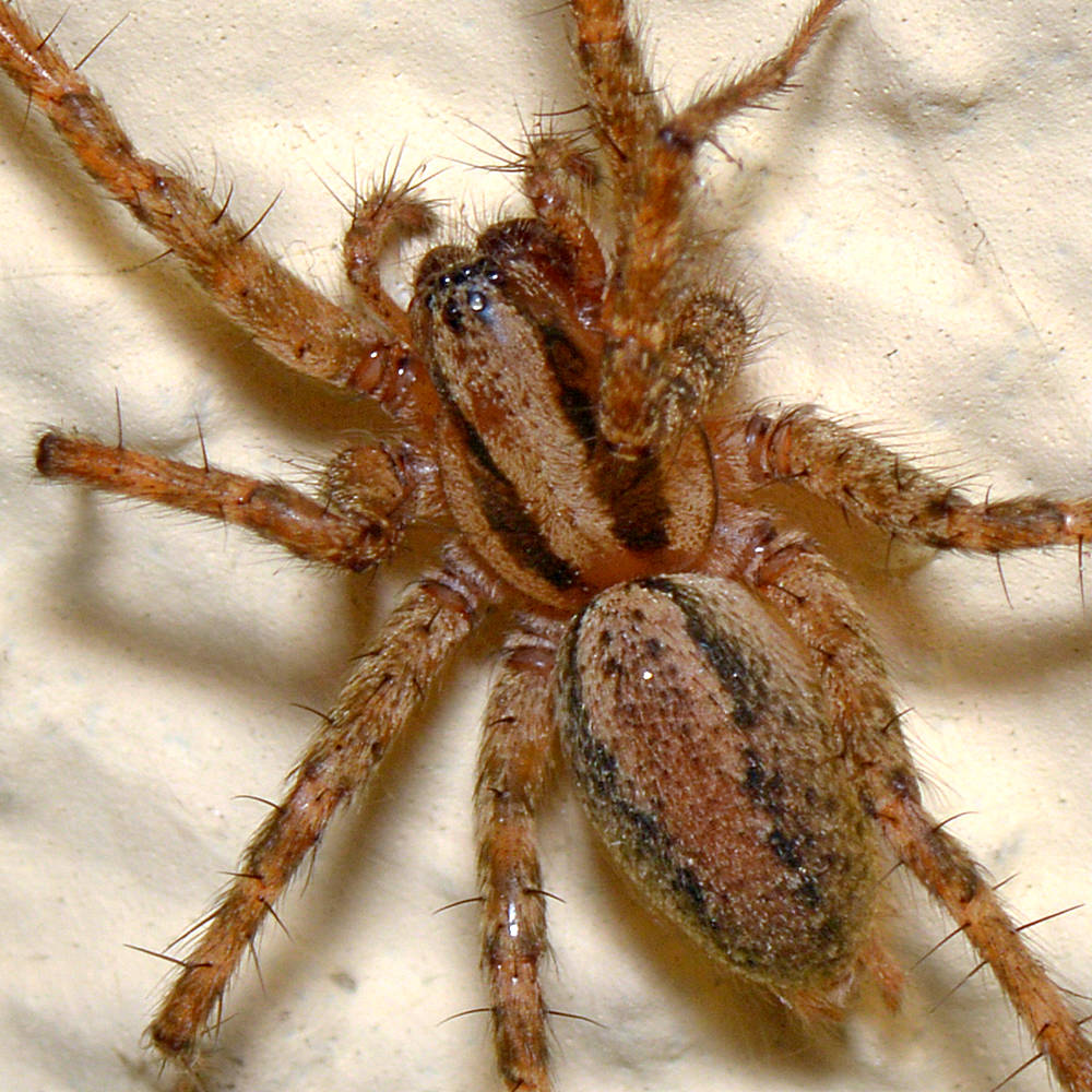 Spider3.jpg