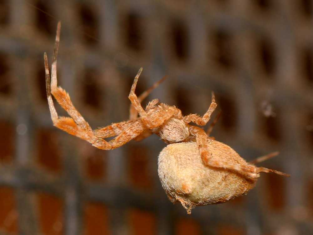 Spider3.jpg