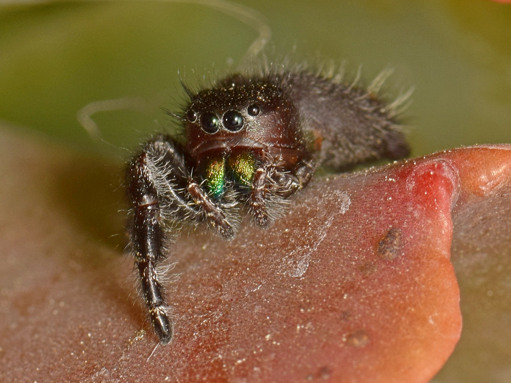 Spider3.jpg