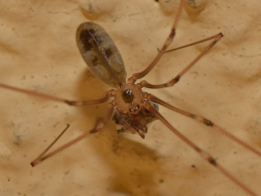 Spider3.jpg
