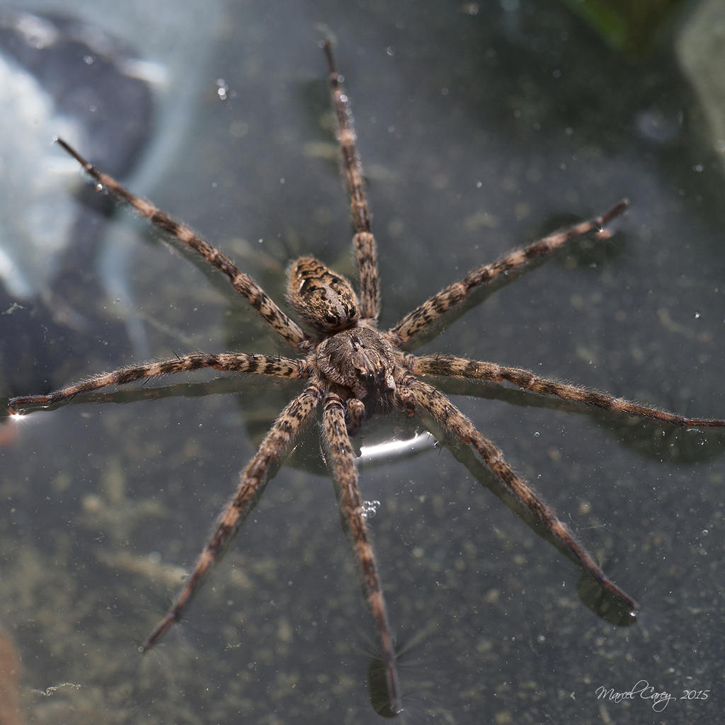spider3.jpg
