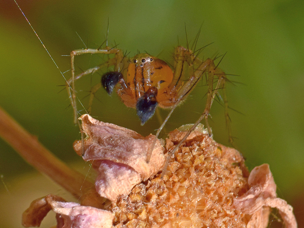 Spider3.jpg