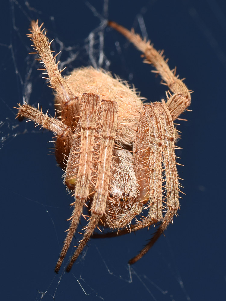 Spider3.jpg