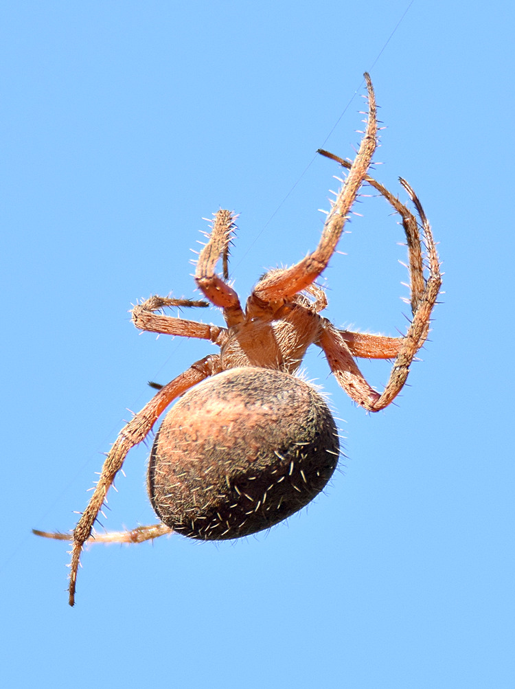 Spider3.jpg