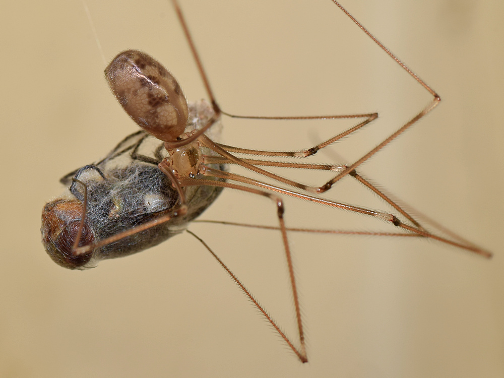 Spider3.jpg