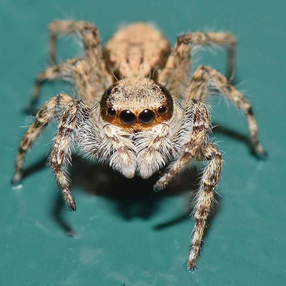 Spider3.jpg