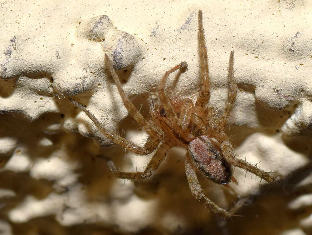 Spider3.jpg