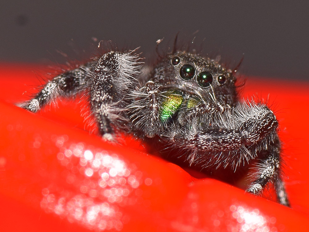 Spider3.jpg