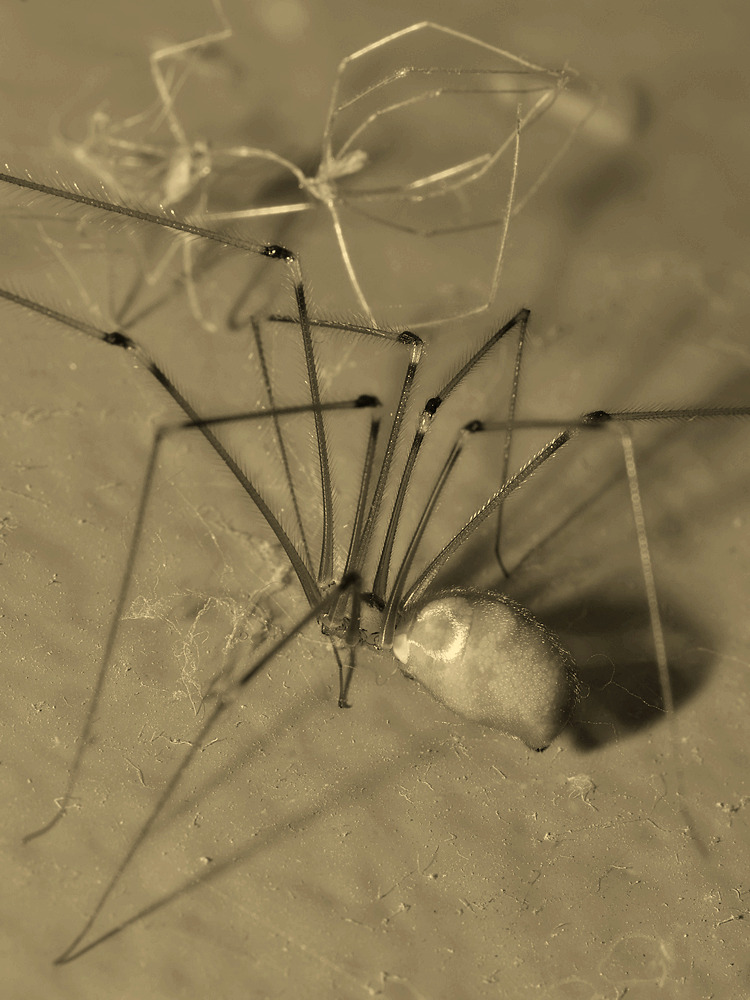 Spider3.jpg