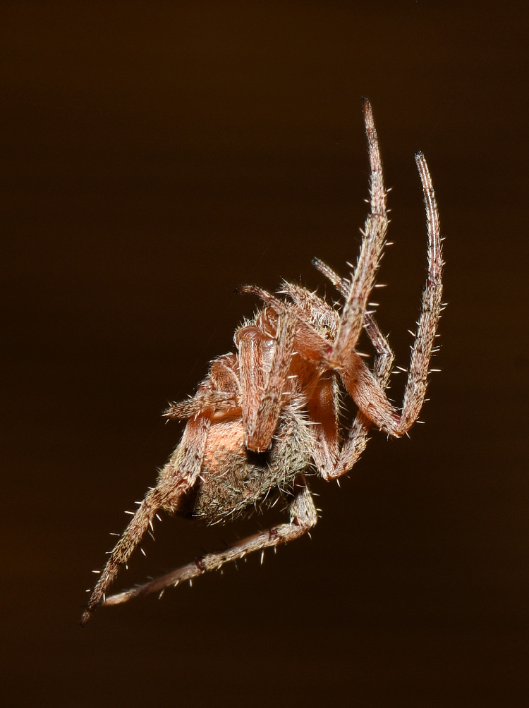 Spider3.jpg