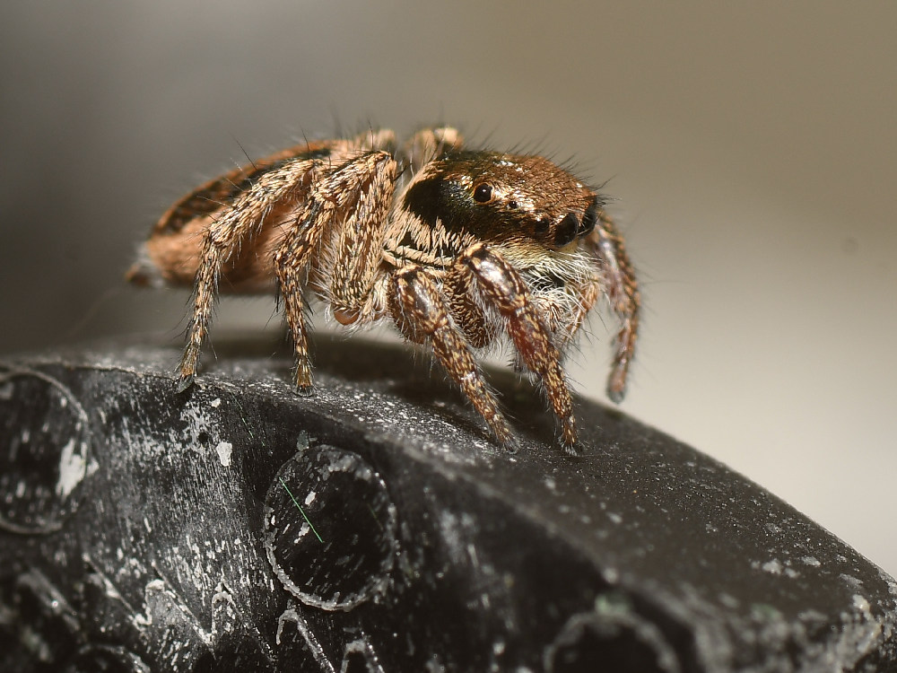 Spider3.jpg