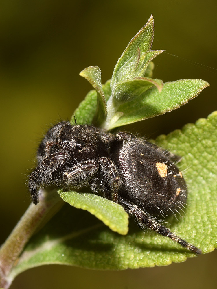 Spider3.jpg