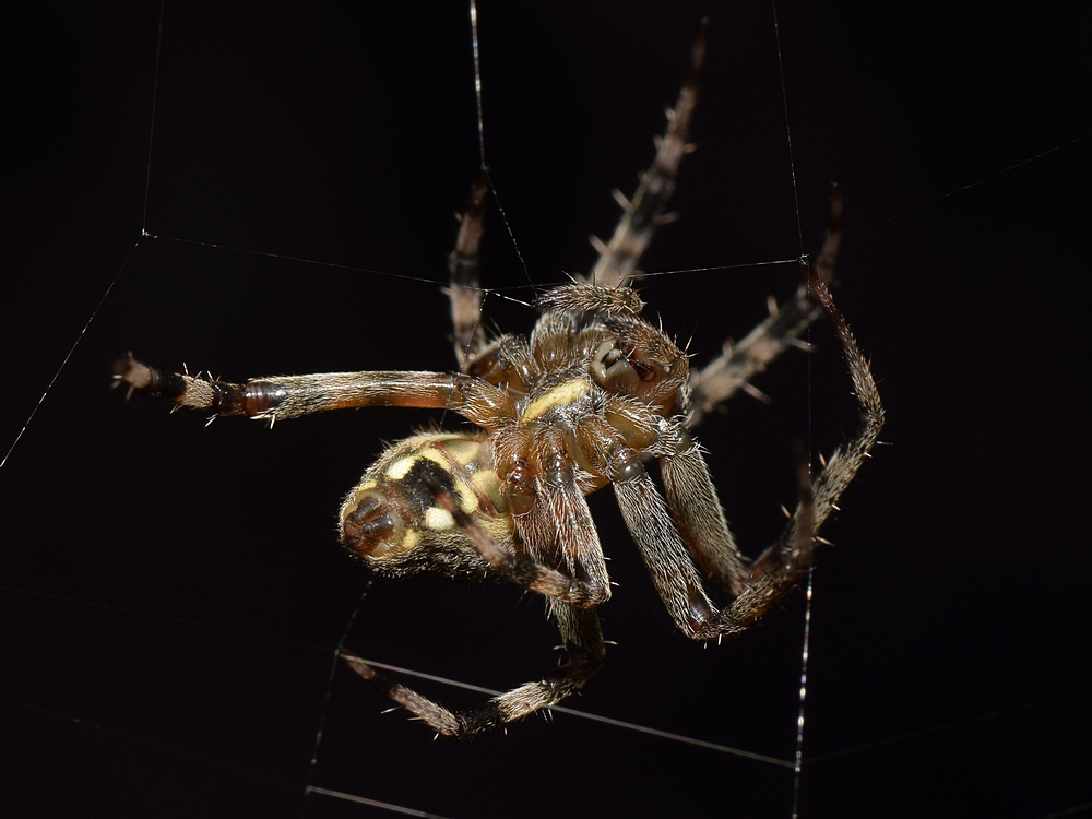 Spider3.jpg