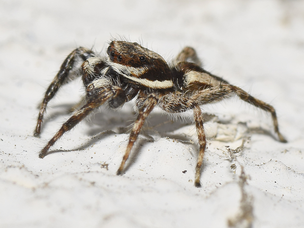Spider3.jpg