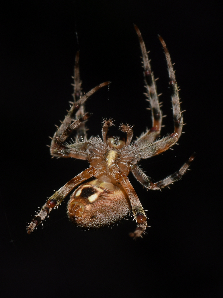 Spider3.jpg