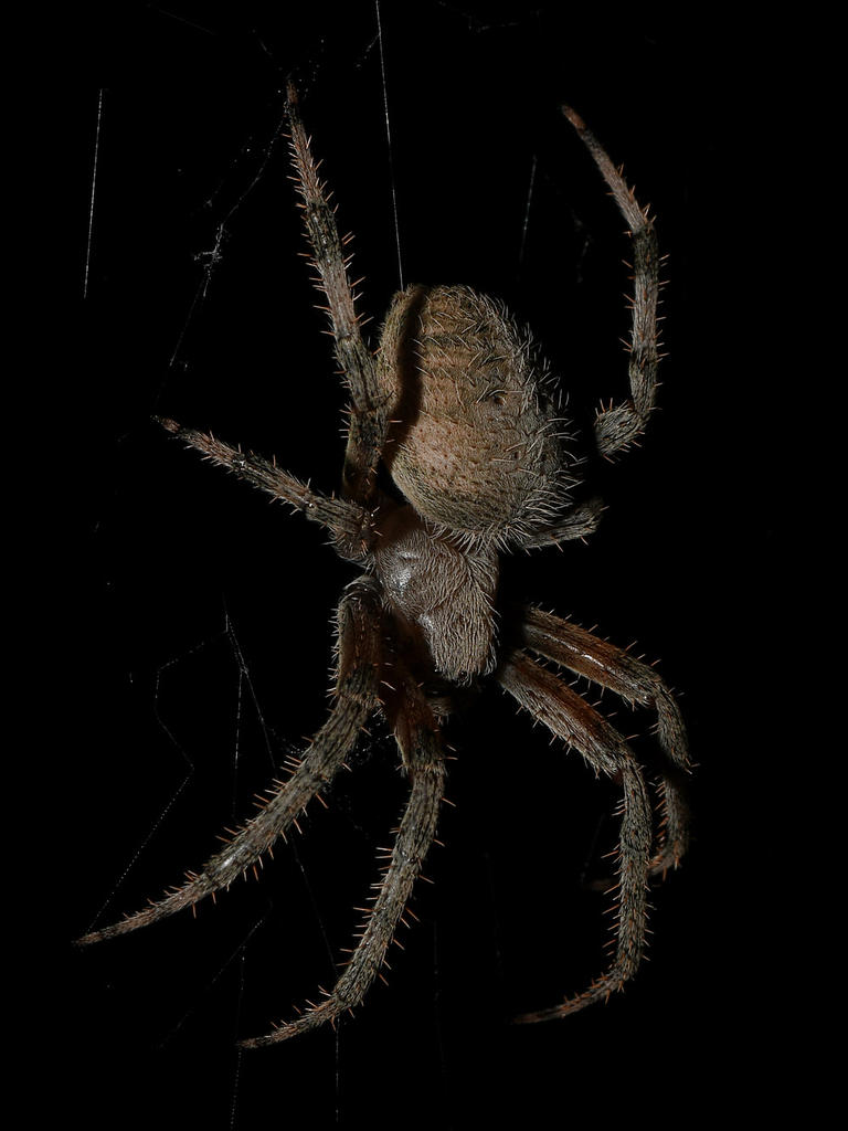 Spider3.jpg