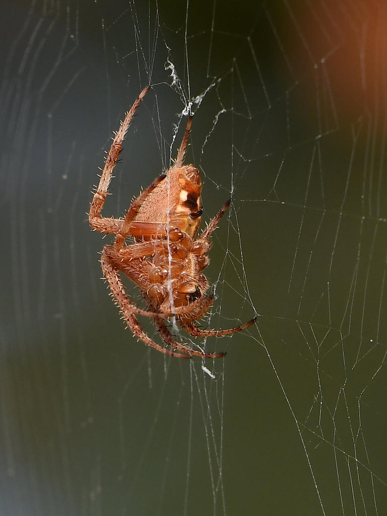Spider3.jpg