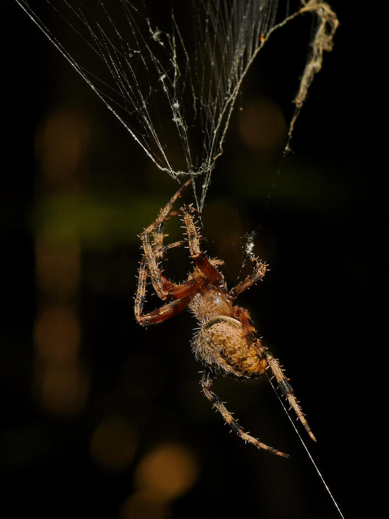 Spider3.jpg