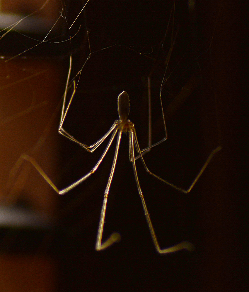 Spider3.jpg