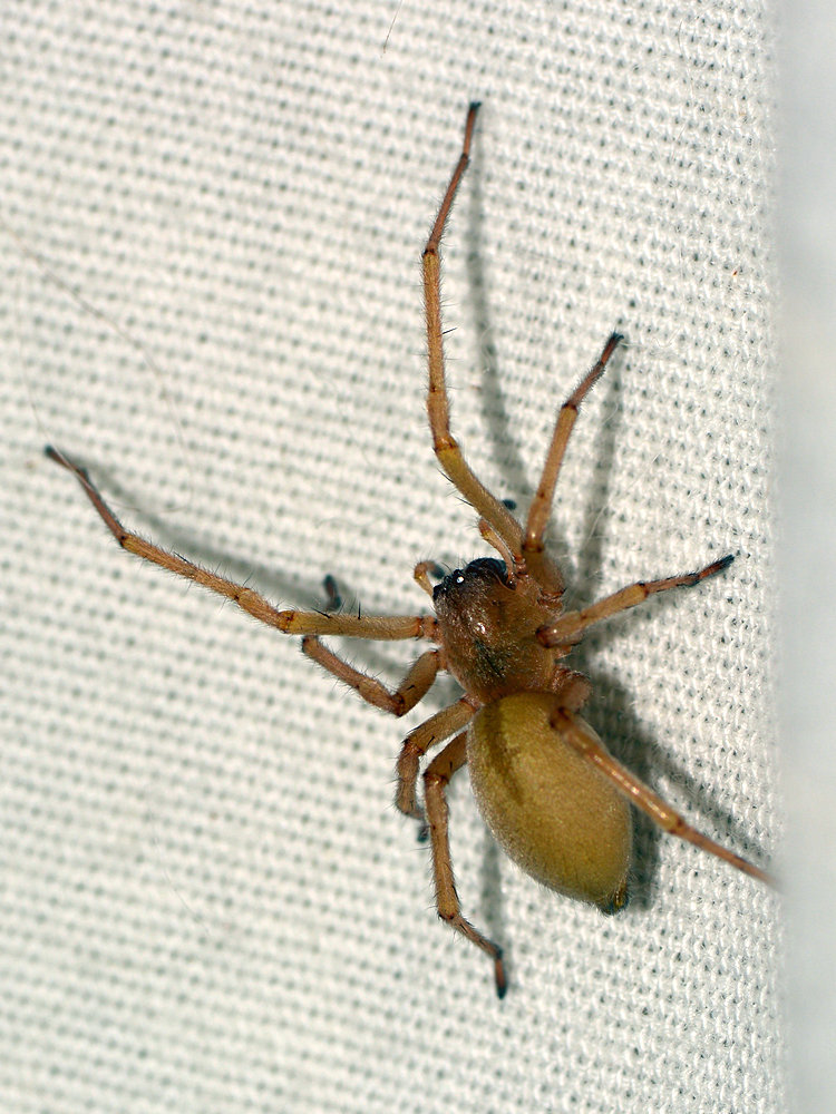 Spider3.jpg