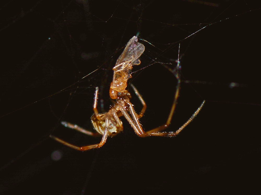 Spider3.jpg