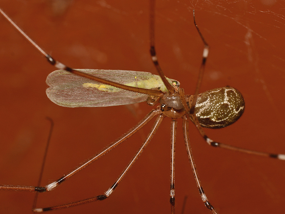 Spider4.jpg