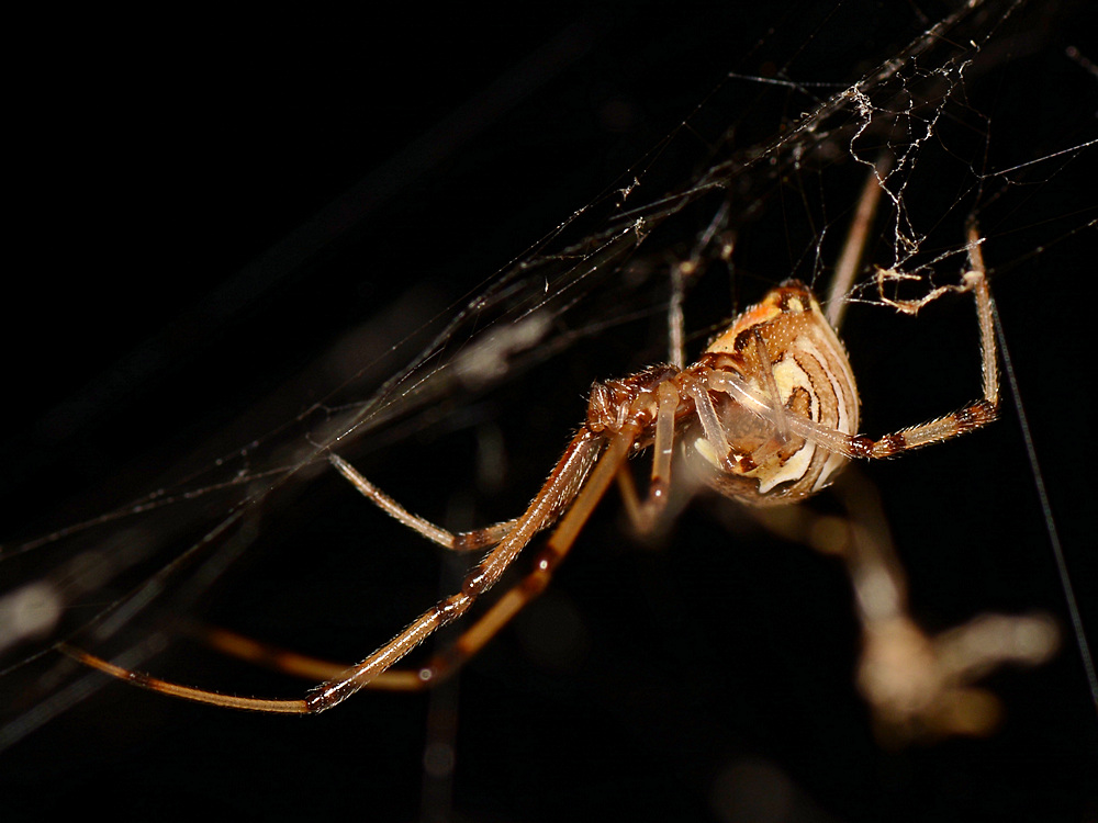Spider4.jpg