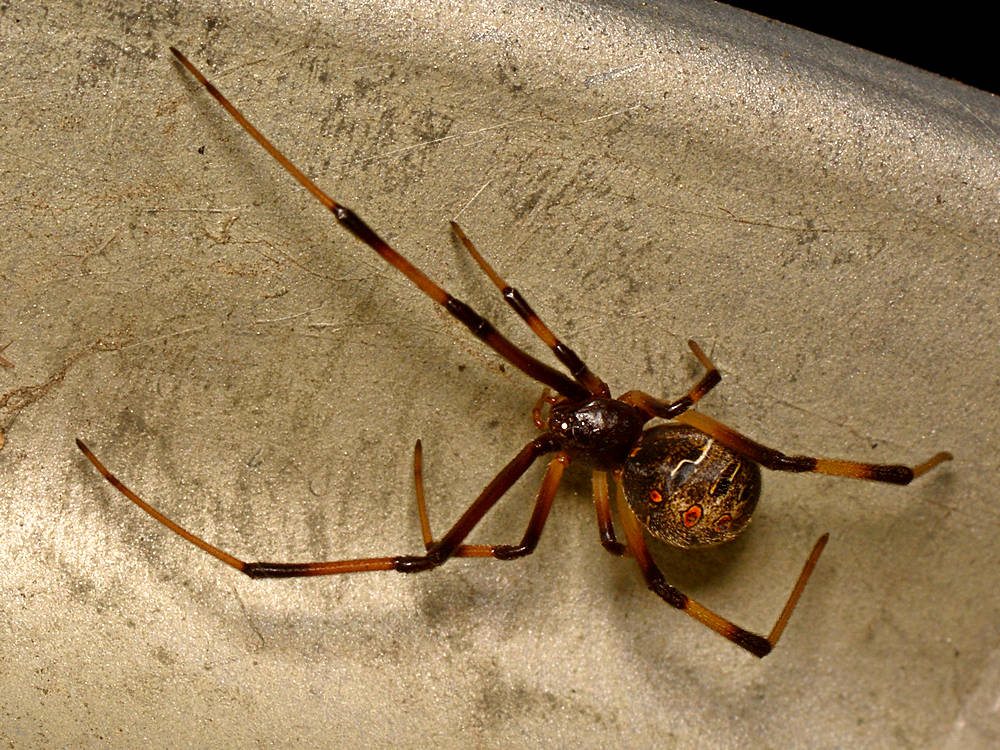 Spider4.jpg