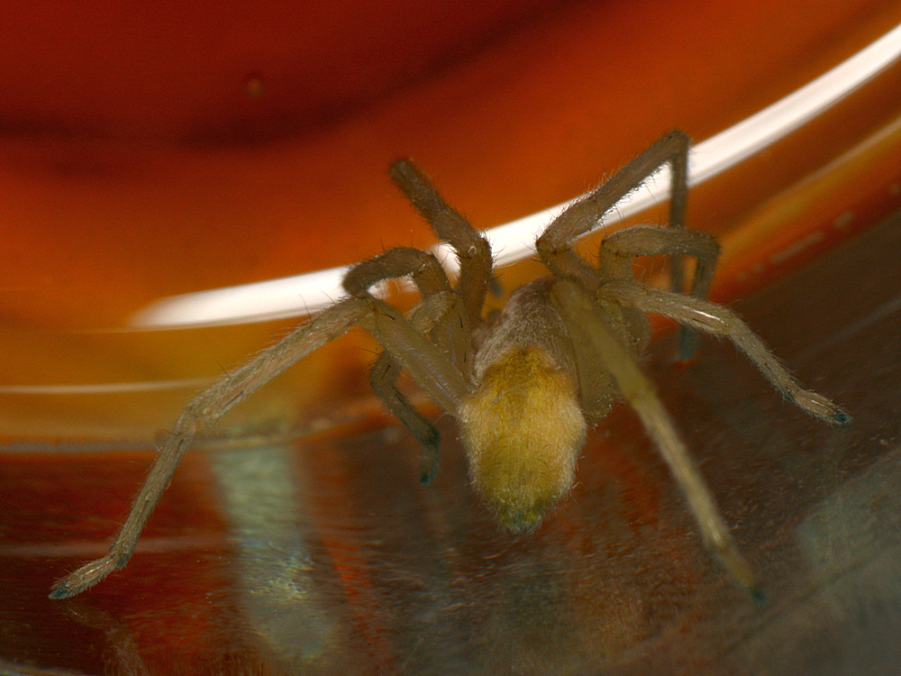 Spider4.jpg