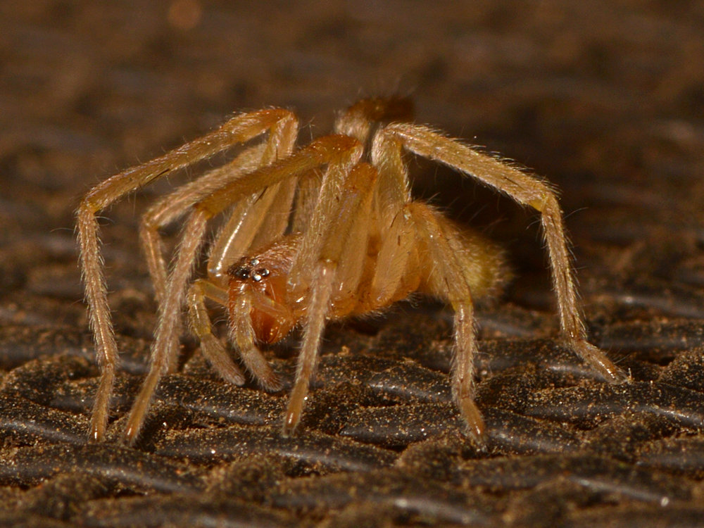 Spider4.jpg
