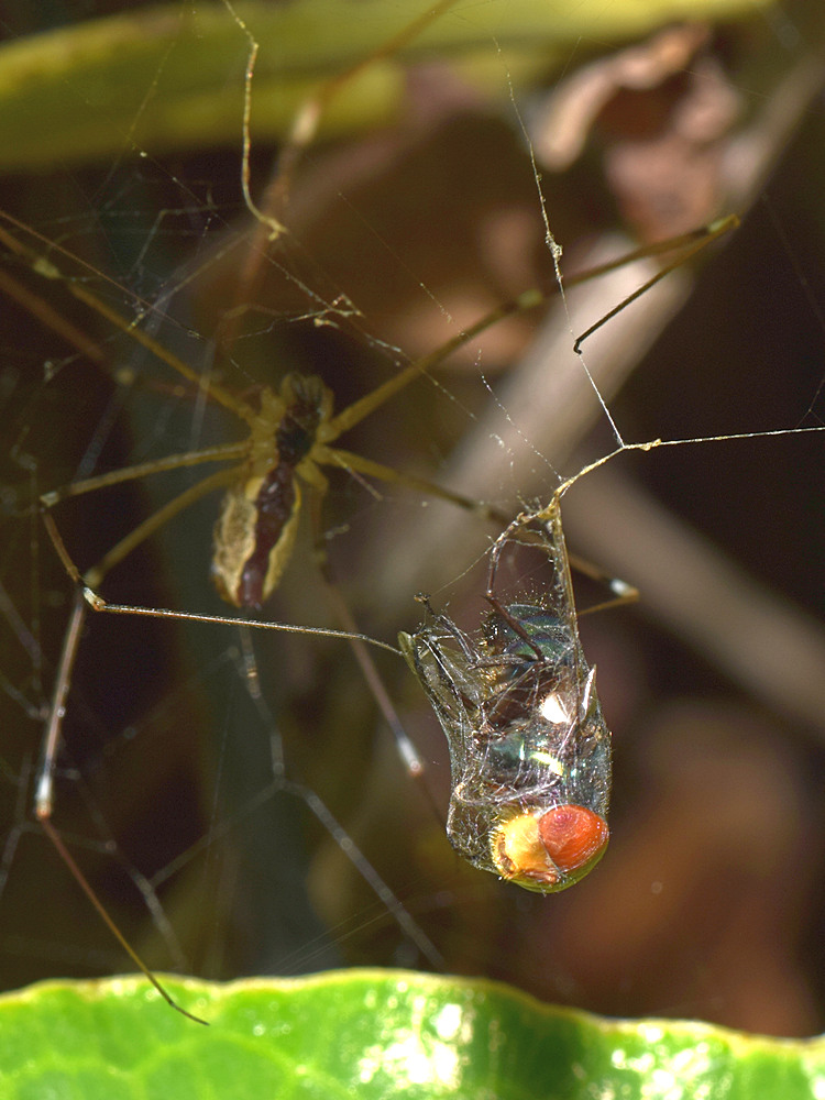 Spider4.jpg