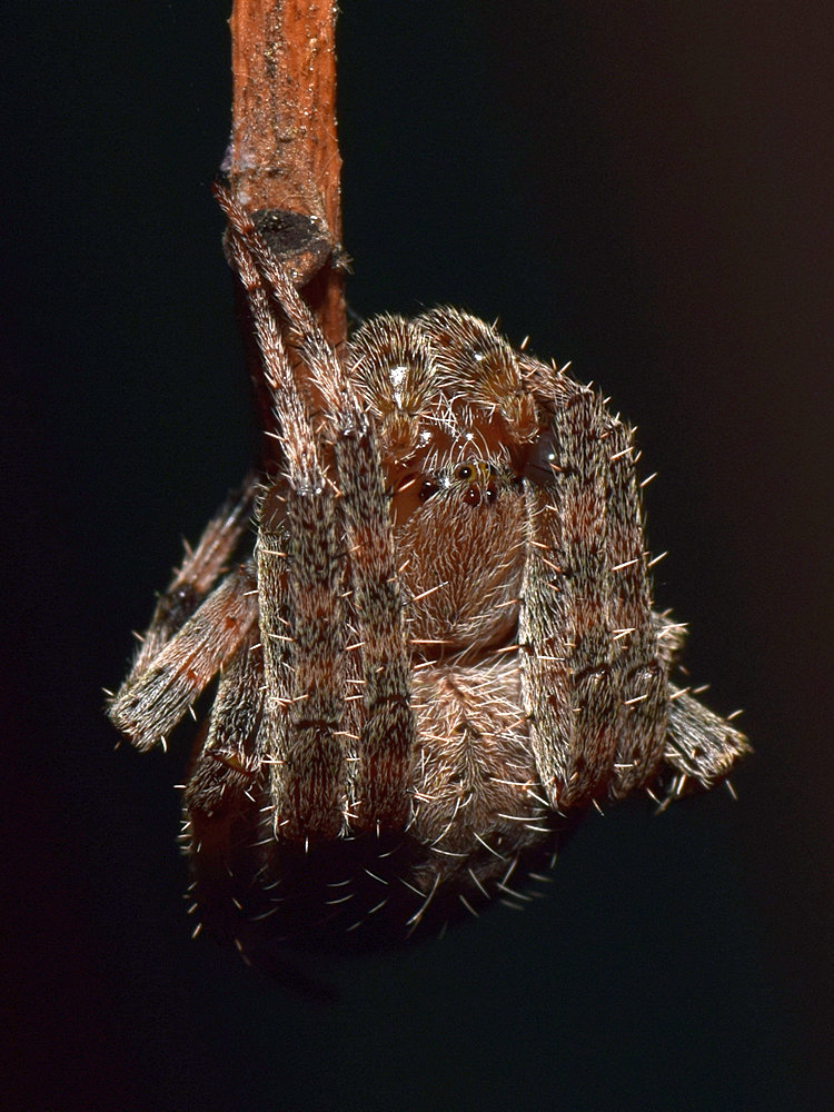 Spider4.jpg