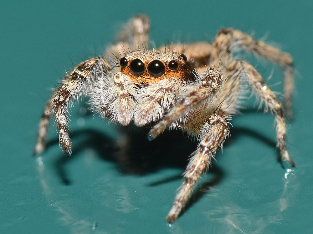 Spider4.jpg