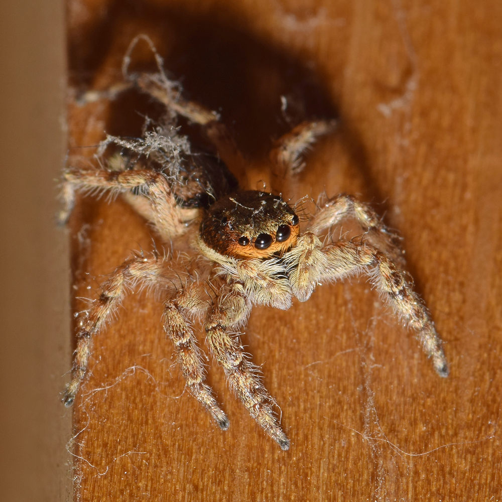 Spider4.jpg